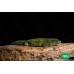 Gecko diurno de Madagascar - Phelsuma madagascariensis